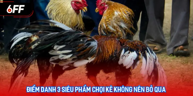 Đá Gà 6FF - Sân Chơi Cá Cược Uy Tín, Xanh Chín Hàng Đầu