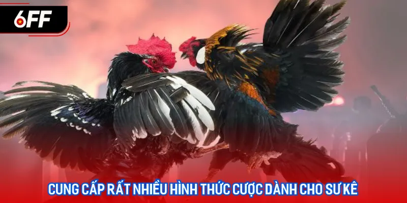 Đá Gà 6FF - Sân Chơi Cá Cược Uy Tín, Xanh Chín Hàng Đầu