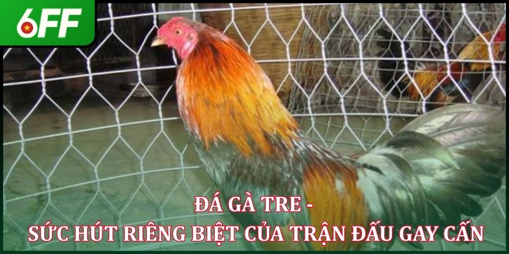 Đá Gà Tre - Sức Hút Riêng Biệt Của Trận Đấu Gay Cấn 2026