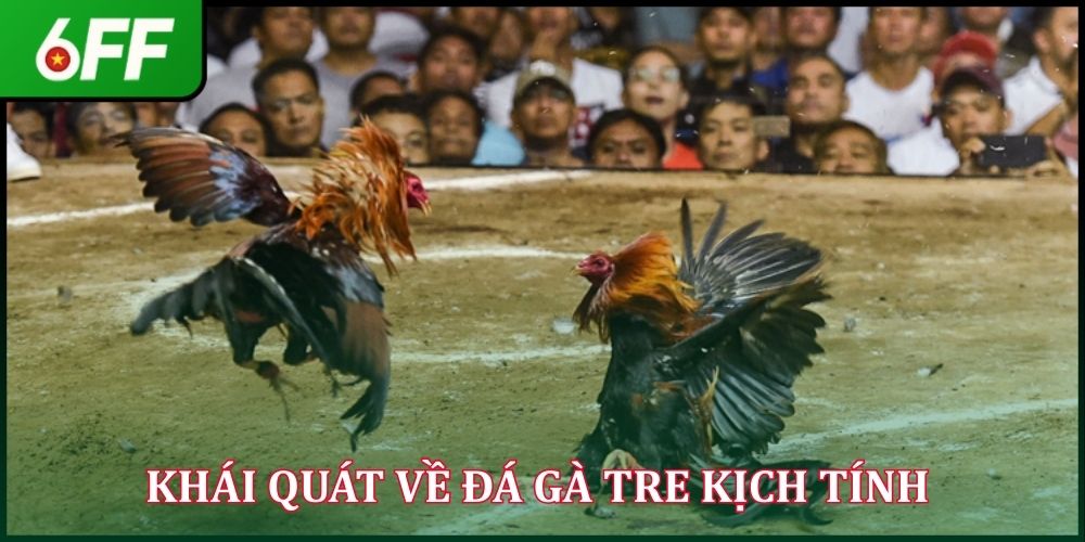 Đá Gà Tre - Sức Hút Riêng Biệt Của Trận Đấu Gay Cấn 2026
