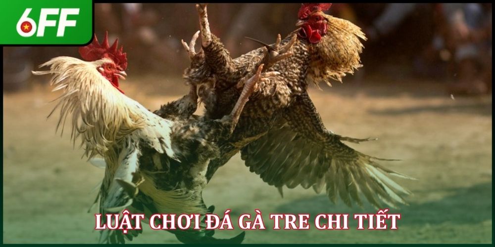Đá Gà Tre - Sức Hút Riêng Biệt Của Trận Đấu Gay Cấn 2026