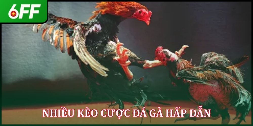 Đá Gà Tre - Sức Hút Riêng Biệt Của Trận Đấu Gay Cấn 2026