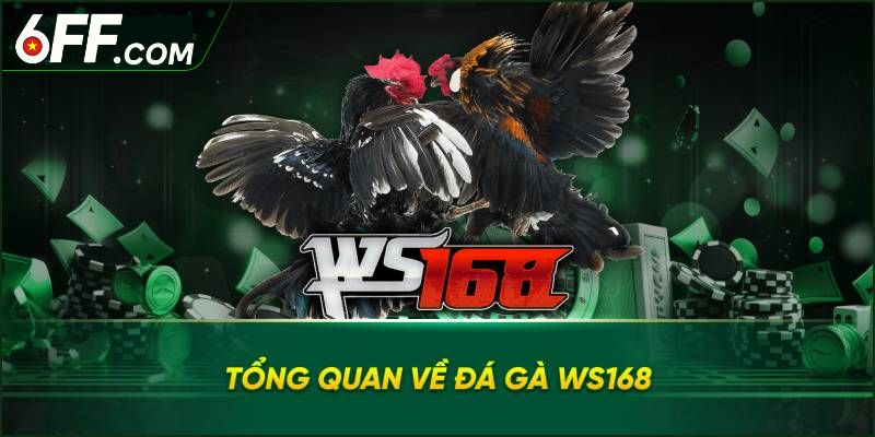 Đá Gà Ws168 - Đấu Trường Gay Cấn Với Chiến Kê Hàng Tuyển