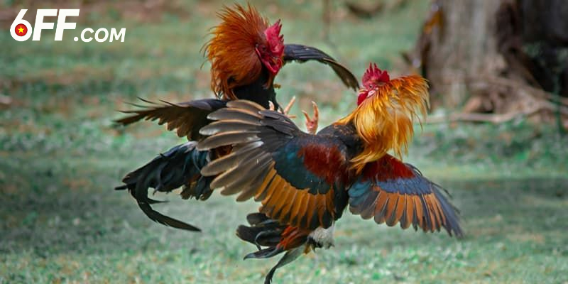 Đá Gà Ws168 - Đấu Trường Gay Cấn Với Chiến Kê Hàng Tuyển